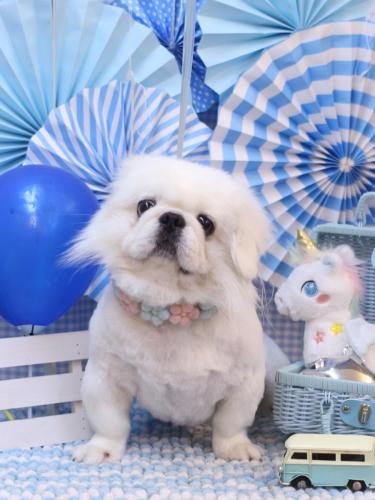 20231126モコくん